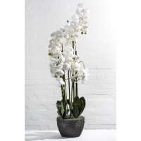 Orchidee Phalaenopsis H