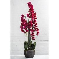 Orchidee Phalaenopsis H