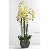 Orchidee Phalaenopsis H